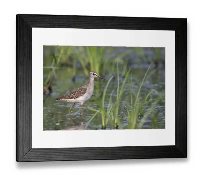 Framed Print : Wood Sandpiper (Tringa glareola) adult, non-breeding plumage, walking in shallow water, Hong Kong, China, October