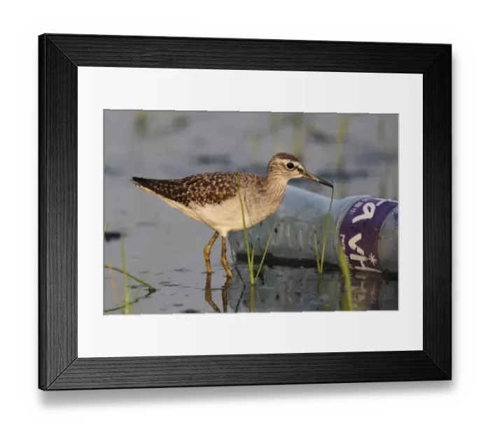 Framed Print : Wood Sandpiper (Tringa glareola) adult, non-breeding plumage, standing in shallow water beside plastic bottle Framed Print : Wood Sandpiper (Tringa glareola) adult, non-breeding plumage, standing in shallow water beside plastic bottle