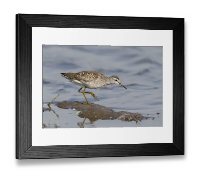 Framed Print : Wood Sandpiper (Tringa glareola) adult, walking on mud at edge of water, Suffolk, England, August Framed Print : Wood Sandpiper (Tringa glareola) adult, walking on mud at edge of water, Suffolk, England, August
