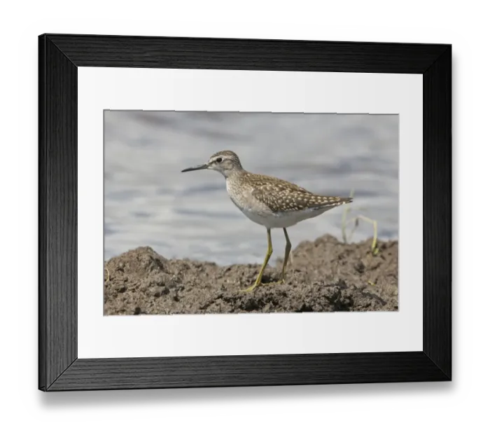 Framed Print : Wood Sandpiper (Tringa glareola) adult, standing on mud at edge of water, Suffolk, England, August Framed Print : Wood Sandpiper (Tringa glareola) adult, standing on mud at edge of water, Suffolk, England, August