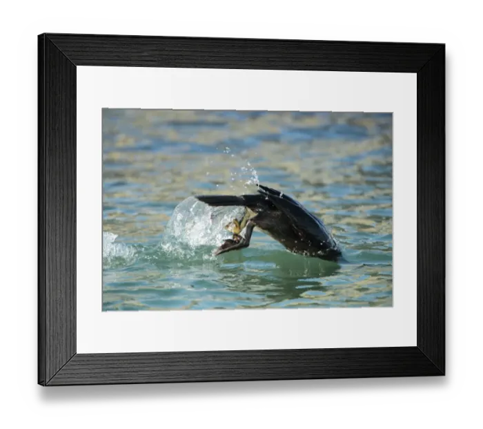 Framed Print : European Shag (Phalacrocorax aristotelis) adult, non-breeding plumage, diving from surface of sea, Poole Harbour Framed Print : European Shag (Phalacrocorax aristotelis) adult, non-breeding plumage, diving from surface of sea, Poole Harbour