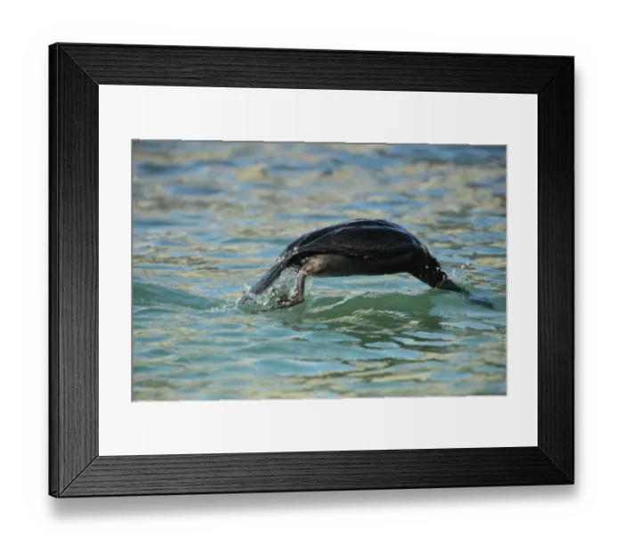 Framed Print : European Shag (Phalacrocorax aristotelis) adult, non-breeding plumage, diving from surface of sea, Poole Harbour Framed Print : European Shag (Phalacrocorax aristotelis) adult, non-breeding plumage, diving from surface of sea, Poole Harbour