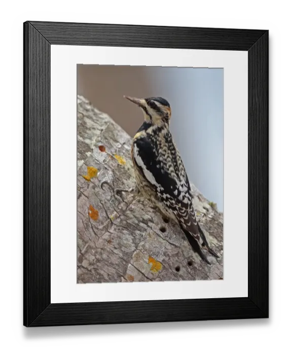 Framed Print : Yellow-bellied Sapsucker (Sphyrapicus varius) immature, clinging to palm tree trunk with sap wells, Zapata Peninsula