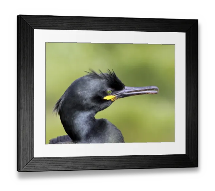 Framed Print : European Shag (Phalacrocorax aristotelis) adult, breeding plumage, close-up of head, Farne Islands, Northumberland