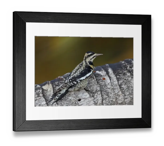 Framed Print : Yellow-bellied Sapsucker (Sphyrapicus varius) immature, clinging to palm tree trunk with sap wells, Zapata Peninsula Framed Print : Yellow-bellied Sapsucker (Sphyrapicus varius) immature, clinging to palm tree trunk with sap wells, Zapata Peninsula