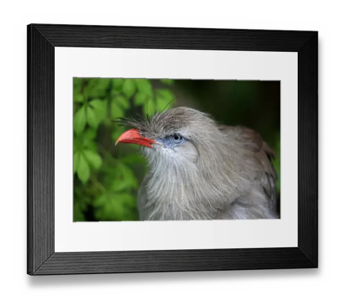 Framed Print : Red-legged Seriema (Cariama cristata) adult, close-up of head (captive) Framed Print : Red-legged Seriema (Cariama cristata) adult, close-up of head (captive)