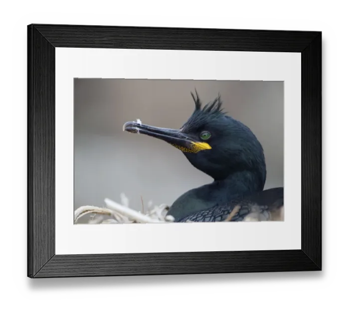 Framed Print : European Shag (Phalacrocorax aristotelis) adult, breeding plumage, close-up of head, sitting on nest, Farne Islands Framed Print : European Shag (Phalacrocorax aristotelis) adult, breeding plumage, close-up of head, sitting on nest, Farne Islands