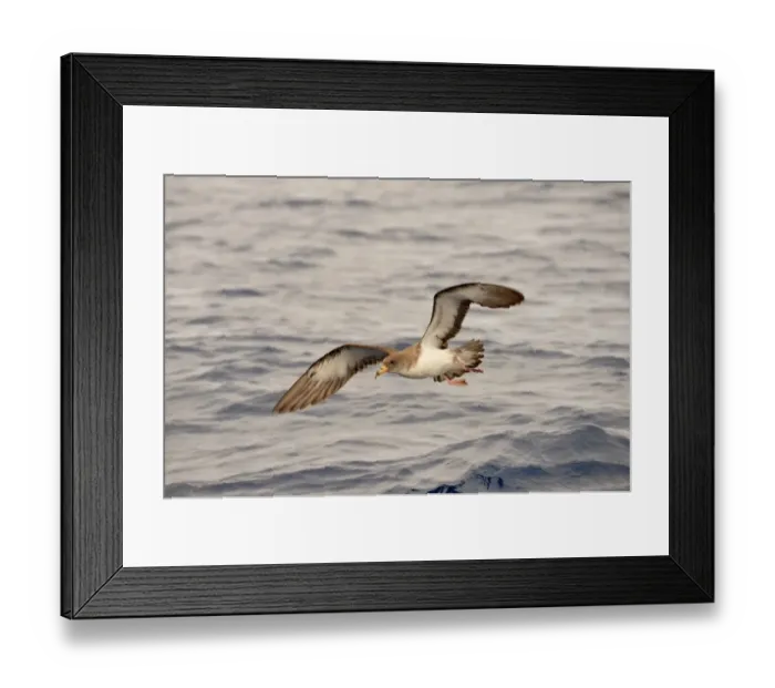 Framed Print : Corys Shearwater (Calonectris diomedea) adult, in flight over ocean, Azores, June Framed Print : Corys Shearwater (Calonectris diomedea) adult, in flight over ocean, Azores, June
