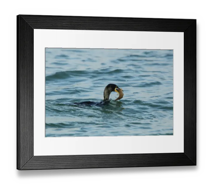 Framed Print : European Shag (Phalacrocorax aristotelis) adult, non-breeding plumage, swimming at surface of sea Framed Print : European Shag (Phalacrocorax aristotelis) adult, non-breeding plumage, swimming at surface of sea