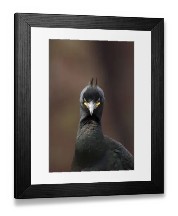 Framed Print : European Shag (Phalacrocorax aristotelis) adult, breeding plumage, close-up of head and neck, Farne Islands Framed Print : European Shag (Phalacrocorax aristotelis) adult, breeding plumage, close-up of head and neck, Farne Islands