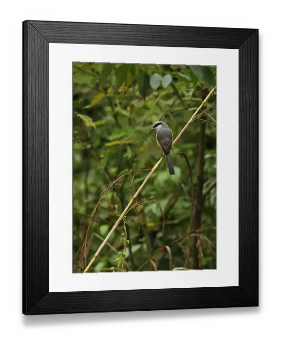 Framed Print : Grey-backed Shrike (Lanius tephronotus) adult, perched on stem, Chiang Dao N. P. Chiang Mai Province, Thailand, November Framed Print : Grey-backed Shrike (Lanius tephronotus) adult, perched on stem, Chiang Dao N. P. Chiang Mai Province, Thailand, November