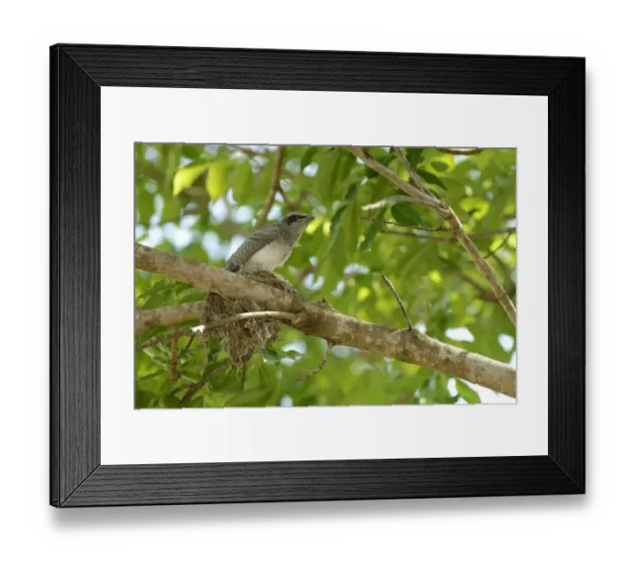 Framed Print : Black-faced Cuckoo-shrike (Coracina novaehollandiae) chick, sitting at nest on branch, fledgling about to leave Framed Print : Black-faced Cuckoo-shrike (Coracina novaehollandiae) chick, sitting at nest on branch, fledgling about to leave