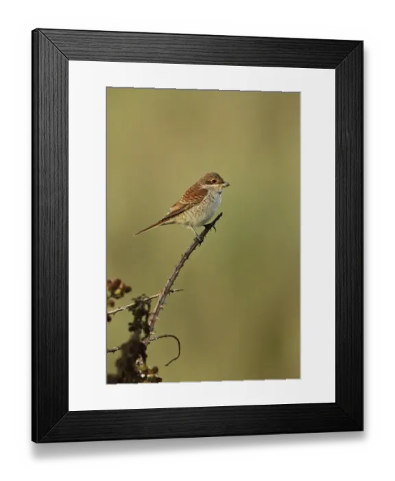 Framed Print : Red-backed Shrike (Lanius collurio) immature, first winter plumage, perched on bramble stem, Sea Palling, Norfolk Framed Print : Red-backed Shrike (Lanius collurio) immature, first winter plumage, perched on bramble stem, Sea Palling, Norfolk