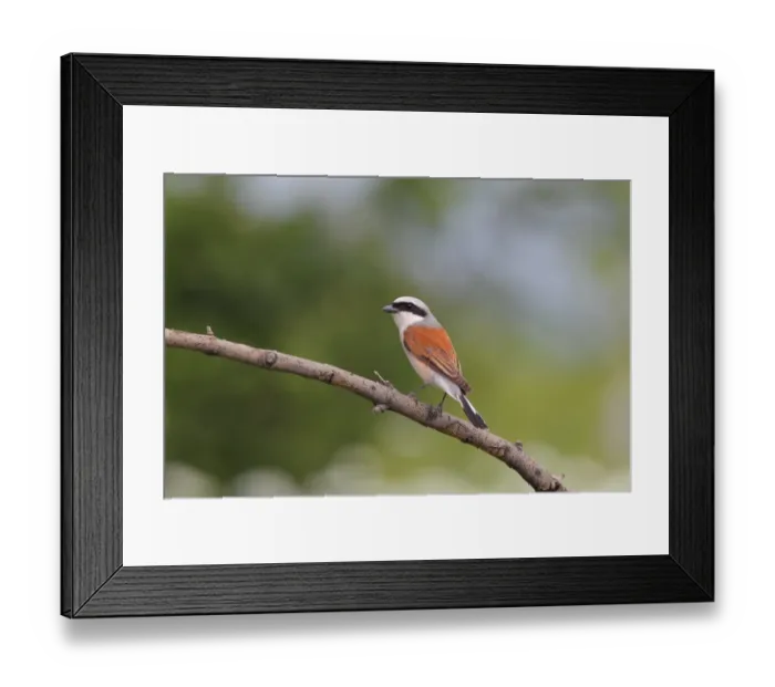 Framed Print : Red-backed Shrike (Lanius collurio) adult male, perched on branch, Bulgaria, June Framed Print : Red-backed Shrike (Lanius collurio) adult male, perched on branch, Bulgaria, June