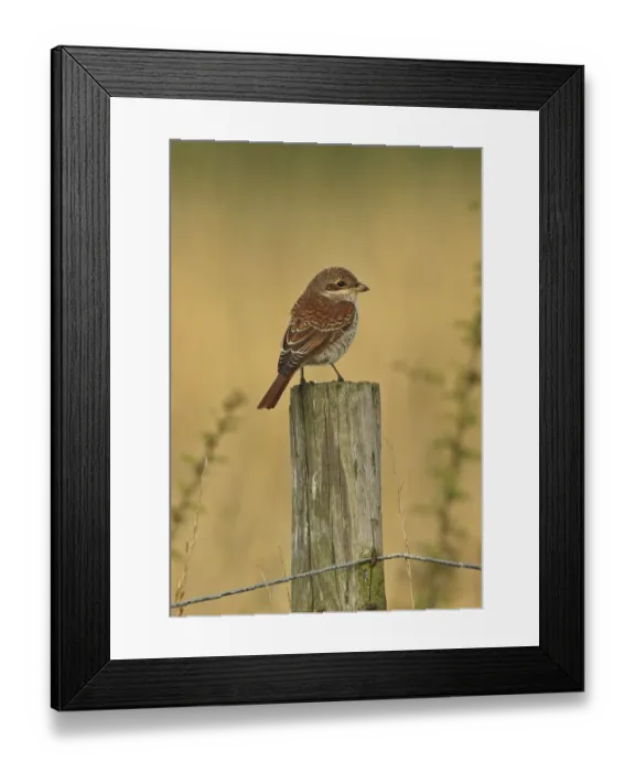 Framed Print : Red-backed Shrike (Lanius collurio) immature, first winter plumage, perched on fencepost, Sea Palling, Norfolk Framed Print : Red-backed Shrike (Lanius collurio) immature, first winter plumage, perched on fencepost, Sea Palling, Norfolk