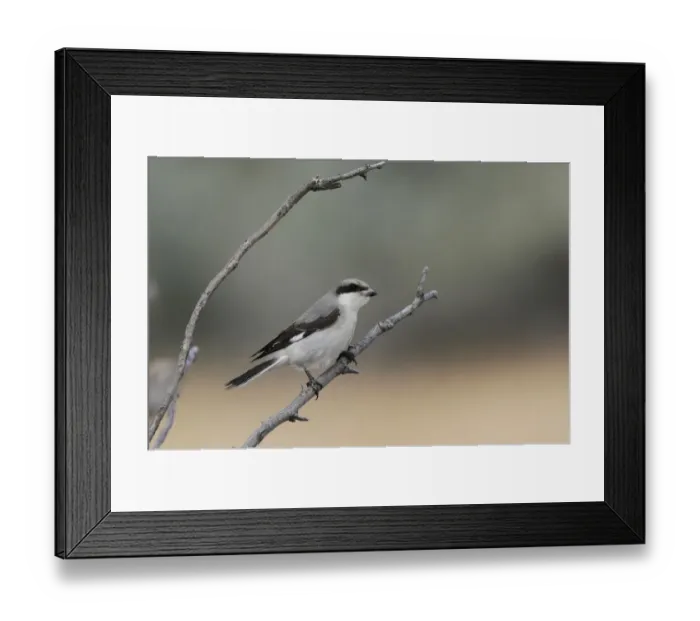 Framed Print : Lesser Grey Shrike (Lanius minor) immature, first winter plumage, perched on twig, Lemnos, Greece, September Framed Print : Lesser Grey Shrike (Lanius minor) immature, first winter plumage, perched on twig, Lemnos, Greece, September