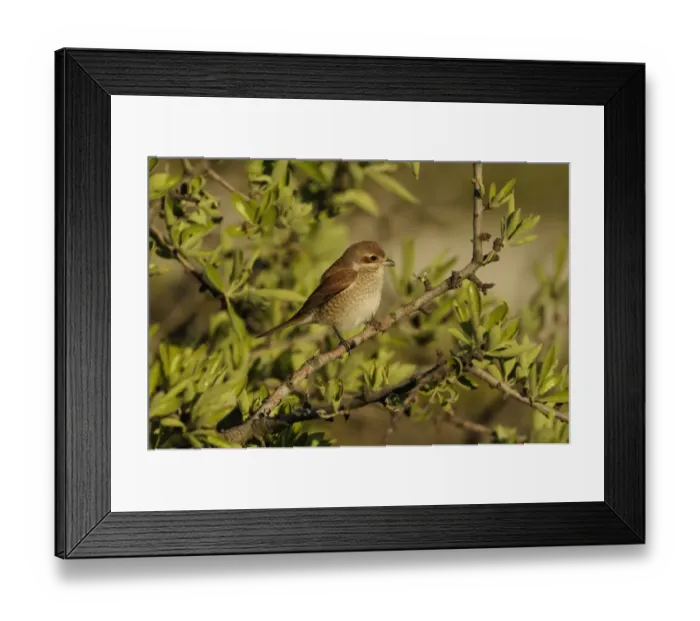 Framed Print : Red-backed Shrike (Lanius collurio) immature female, perched on twig, Lemnos, Greece, May Framed Print : Red-backed Shrike (Lanius collurio) immature female, perched on twig, Lemnos, Greece, May
