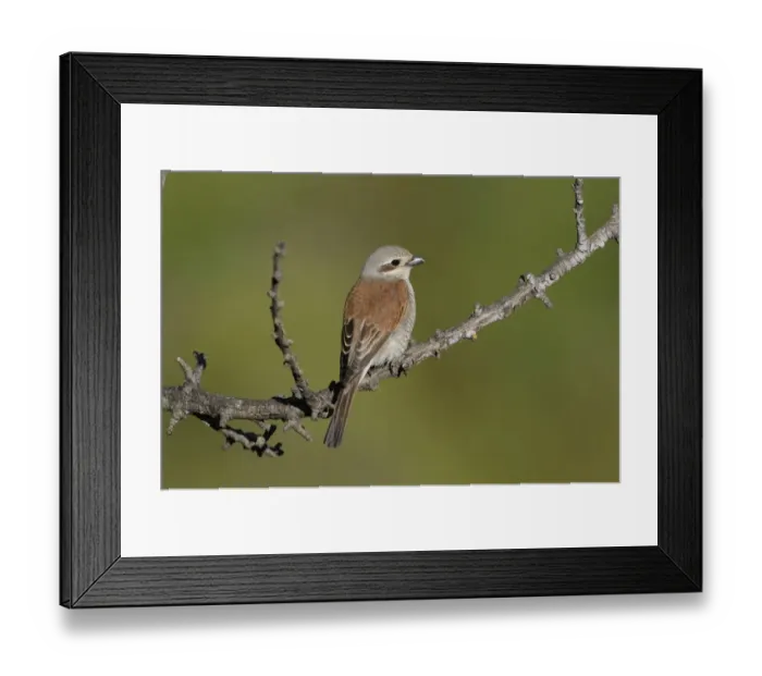 Framed Print : Red-backed Shrike (Lanius collurio) adult female, perched on twig, Lemnos, Greece, May Framed Print : Red-backed Shrike (Lanius collurio) adult female, perched on twig, Lemnos, Greece, May