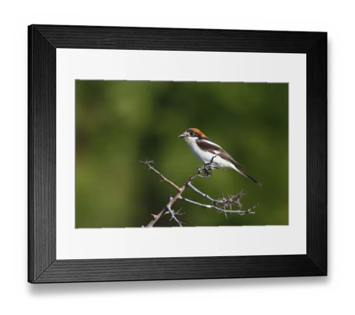 Framed Print : Woodchat Shrike (Lanius senator) adult male, perched on twig, Bulgaria, June Framed Print : Woodchat Shrike (Lanius senator) adult male, perched on twig, Bulgaria, June