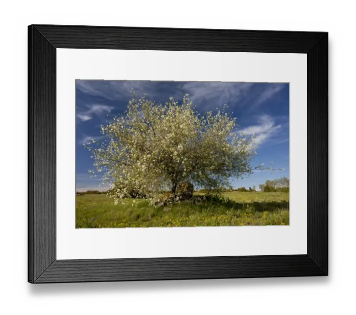 Framed Print : Saint Lucie Cherry (Prunus mahaleb) habit, flowering, Cevennes, France, May Framed Print : Saint Lucie Cherry (Prunus mahaleb) habit, flowering, Cevennes, France, May