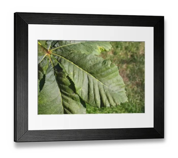 Framed Print : Red Horse Chestnut (Aesculus x carnea) close-up of leaf, in garden, Suffolk, England, August