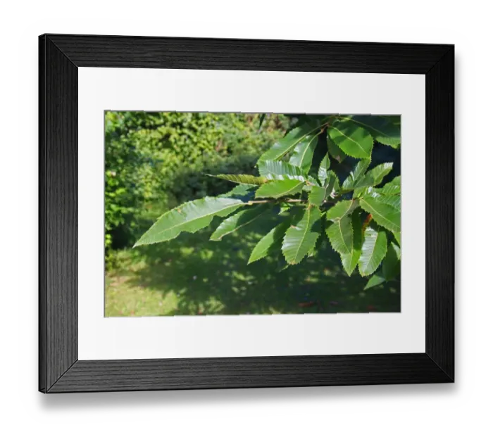 Framed Print : Sweet Chestnut (Castanea sativa) close-up of leaves, growing in woodland, Vicarage Plantation, Mendlesham, Suffolk Framed Print : Sweet Chestnut (Castanea sativa) close-up of leaves, growing in woodland, Vicarage Plantation, Mendlesham, Suffolk