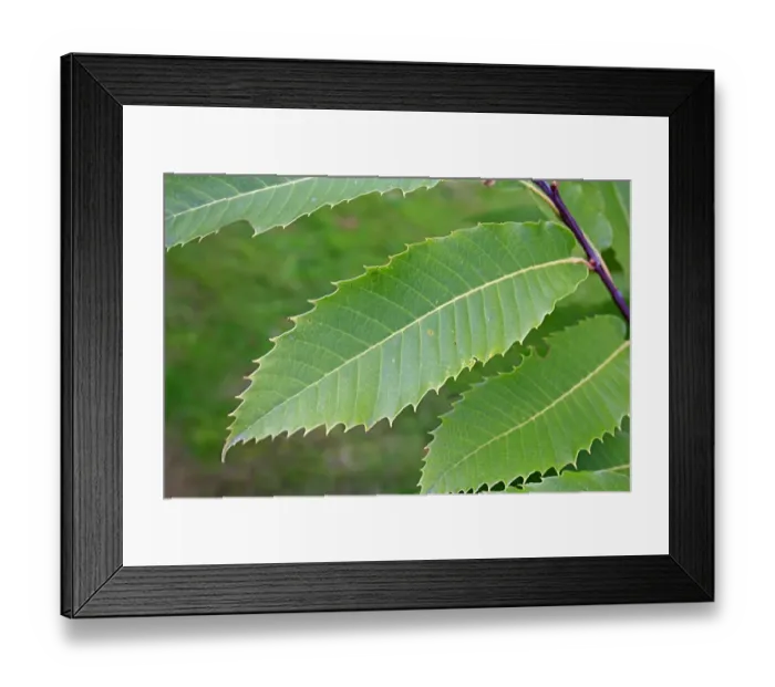 Framed Print : Sweet Chestnut (Castanea sativa) close-up of leaves, growing in woodland, Vicarage Plantation, Mendlesham, Suffolk Framed Print : Sweet Chestnut (Castanea sativa) close-up of leaves, growing in woodland, Vicarage Plantation, Mendlesham, Suffolk