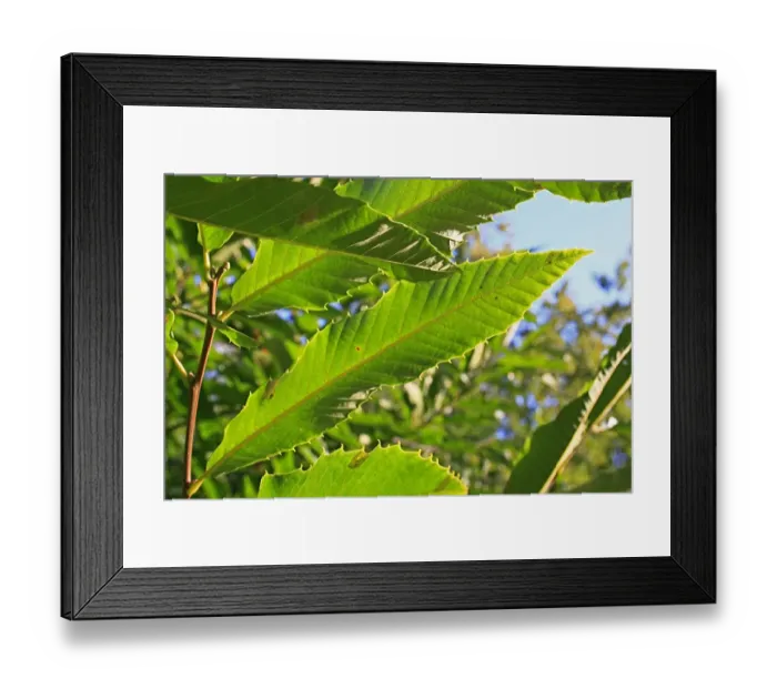 Framed Print : Sweet Chestnut (Castanea sativa) close-up of leaf underside, growing in woodland, Vicarage Plantation, Mendlesham Framed Print : Sweet Chestnut (Castanea sativa) close-up of leaf underside, growing in woodland, Vicarage Plantation, Mendlesham
