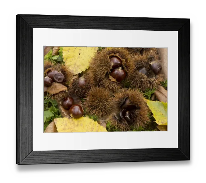 Framed Print : Sweet Chestnut (Castanea sativa) fallen fruit and leaves, Dordogne, France, November Framed Print : Sweet Chestnut (Castanea sativa) fallen fruit and leaves, Dordogne, France, November