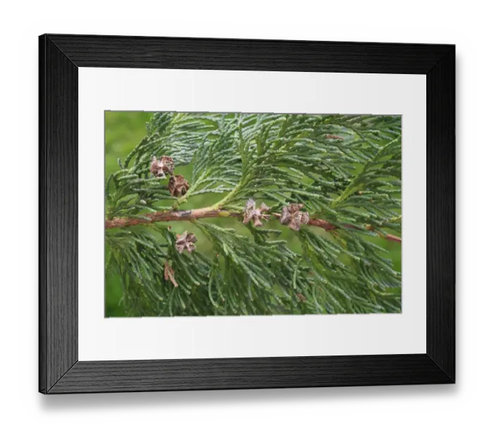 Framed Print : Lawson Cypress (Chamaecyparis lawsoniana) close-up of open cones, in garden, Suffolk, England, September Framed Print : Lawson Cypress (Chamaecyparis lawsoniana) close-up of open cones, in garden, Suffolk, England, September