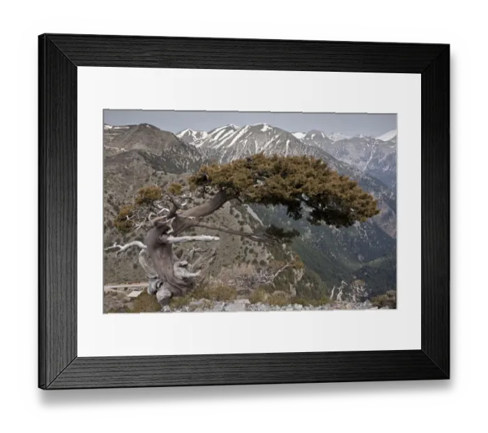 Framed Print : Italian Cypress (Cupressus sempervirens forma horizontalis) native ancient tree, habit, growing in mountain habitat Framed Print : Italian Cypress (Cupressus sempervirens forma horizontalis) native ancient tree, habit, growing in mountain habitat