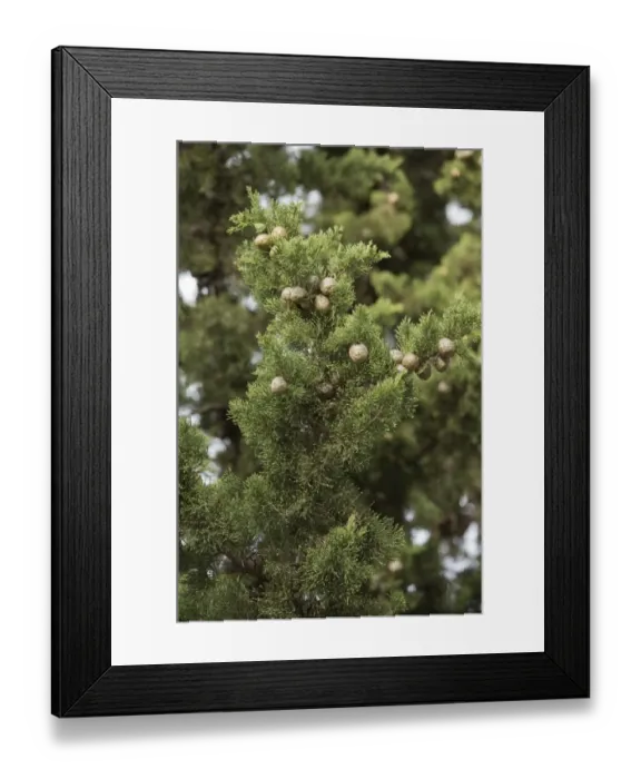 Framed Print : Italian Cypress (Cupressus sempervirens) close-up of leaves and fruit, France, October Framed Print : Italian Cypress (Cupressus sempervirens) close-up of leaves and fruit, France, October