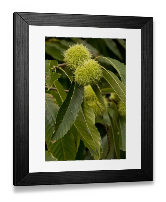 Framed Print : Sweet Chestnut (Castanea sativa) close-up of leaves and fruit, France, October Framed Print : Sweet Chestnut (Castanea sativa) close-up of leaves and fruit, France, October