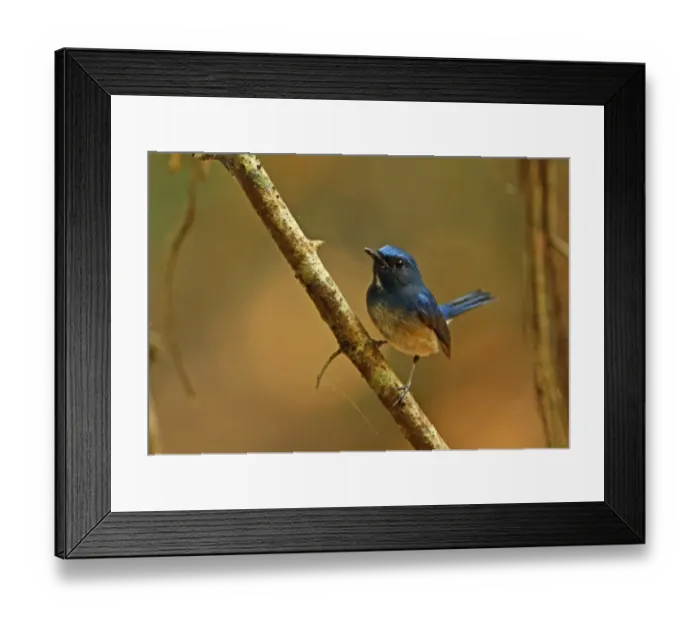 Framed Print : Hainan Blue-flycatcher (Cyornis hainanus) adult male, perched on branch, Angkor Wat, Siem Reap, Cambodia, January Framed Print : Hainan Blue-flycatcher (Cyornis hainanus) adult male, perched on branch, Angkor Wat, Siem Reap, Cambodia, January