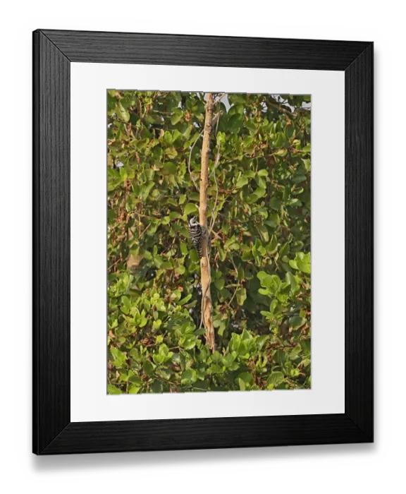 Framed Print : Fulvous-breasted Woodpecker (Dendrocopos macei longipennis) adult female, clinging to dead tree trunk