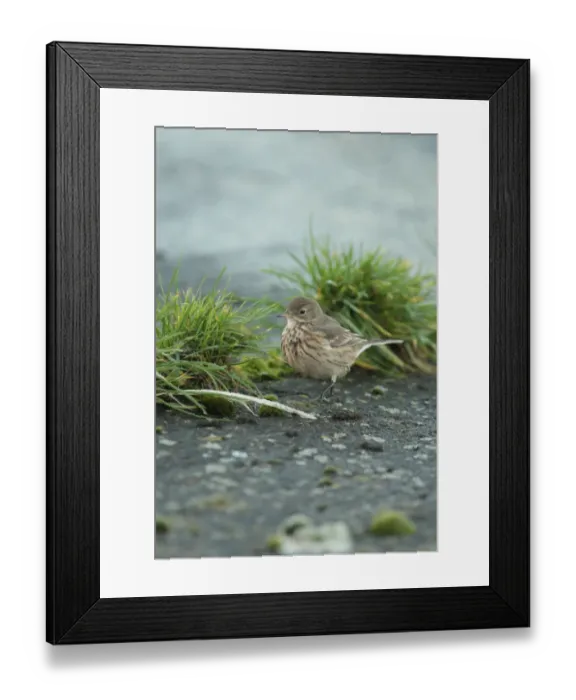 Framed Print : Buff-bellied Pipit (Anthus rubescens rubescens) American Pipit nominate subspecies, vagrant, Queen Mother II Reservoir Framed Print : Buff-bellied Pipit (Anthus rubescens rubescens) American Pipit nominate subspecies, vagrant, Queen Mother II Reservoir