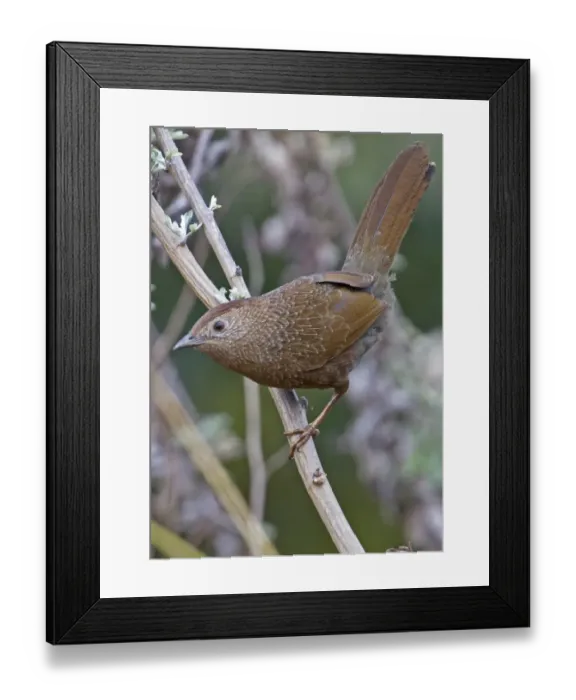 Framed Print : Bhutan Laughingthrush (Garrulax imbricatus) adult, perched on twig, Arunachal Pradesh, India, February Framed Print : Bhutan Laughingthrush (Garrulax imbricatus) adult, perched on twig, Arunachal Pradesh, India, February