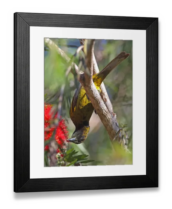 Framed Print : Cuban Oriole (Icterus melanopsis) immature, moulting into adult plumage, feeding at tree flower, Zapata Peninsula Framed Print : Cuban Oriole (Icterus melanopsis) immature, moulting into adult plumage, feeding at tree flower, Zapata Peninsula