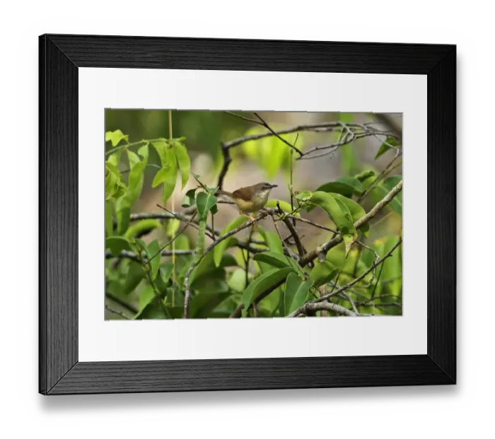 Framed Print : Rufescent Prinia (Prinia rufescens beavani) adult, perched on twig, Tmatboey, Cambodia, January Framed Print : Rufescent Prinia (Prinia rufescens beavani) adult, perched on twig, Tmatboey, Cambodia, January