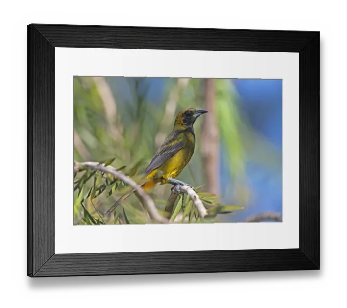 Framed Print : Cuban Oriole (Icterus melanopsis) immature, moulting into adult plumage, perched on twig, Zapata Peninsula Framed Print : Cuban Oriole (Icterus melanopsis) immature, moulting into adult plumage, perched on twig, Zapata Peninsula