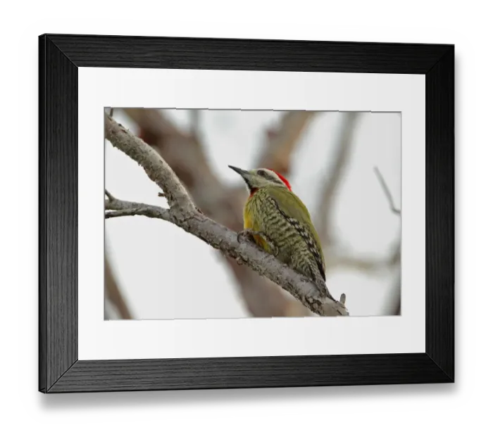 Framed Print : Cuban Green Woodpecker (Xiphidiopicus percussus percussus) adult male, perched on bare branch, Cayo Coco Framed Print : Cuban Green Woodpecker (Xiphidiopicus percussus percussus) adult male, perched on bare branch, Cayo Coco