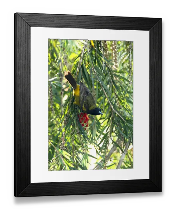 Framed Print : Cuban Oriole (Icterus melanopsis) immature, moulting into adult plumage, feeding at tree flower, Zapata Peninsula