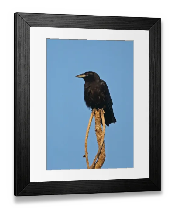 Framed Print : Cuban Crow (Corvus nasicus) adult, perched at top of dead tree, La Belen, Camaguey Province, Cuba, March Framed Print : Cuban Crow (Corvus nasicus) adult, perched at top of dead tree, La Belen, Camaguey Province, Cuba, March