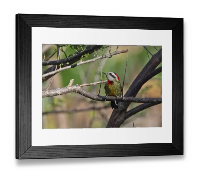 Framed Print : Cuban Green Woodpecker (Xiphidiopicus percussus percussus) adult female, perched on branch, La Belen Framed Print : Cuban Green Woodpecker (Xiphidiopicus percussus percussus) adult female, perched on branch, La Belen