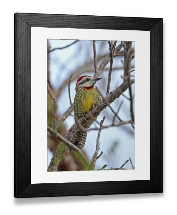 Framed Print : Cuban Green Woodpecker (Xiphidiopicus percussus percussus) adult male, perched on bare branch, Cayo Coco Framed Print : Cuban Green Woodpecker (Xiphidiopicus percussus percussus) adult male, perched on bare branch, Cayo Coco