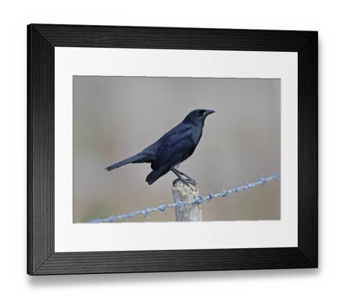 Framed Print : Cuban Blackbird (Dives atroviolaceus) adult, perched on fencepost, La Belen, Camaguey Province, Cuba, March Framed Print : Cuban Blackbird (Dives atroviolaceus) adult, perched on fencepost, La Belen, Camaguey Province, Cuba, March