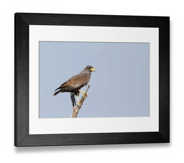 Framed Print : Cuban Black Hawk (Buteogallus gundlachii) adult, perched on branch, Zapata Peninsula, Matanzas Province, Cuba, March Framed Print : Cuban Black Hawk (Buteogallus gundlachii) adult, perched on branch, Zapata Peninsula, Matanzas Province, Cuba, March
