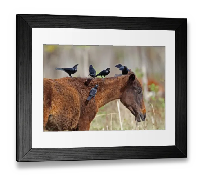 Framed Print : Cuban Blackbird (Dives atroviolaceus) five adults, feeding, picking parasites from horse, La Belen, Camaguey Province Framed Print : Cuban Blackbird (Dives atroviolaceus) five adults, feeding, picking parasites from horse, La Belen, Camaguey Province