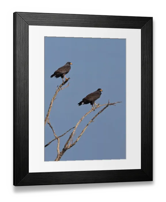 Framed Print : Cuban Black Hawk (Buteogallus gundlachii) adult pair, perched on branches of dead tree, Zapata Peninsula Framed Print : Cuban Black Hawk (Buteogallus gundlachii) adult pair, perched on branches of dead tree, Zapata Peninsula