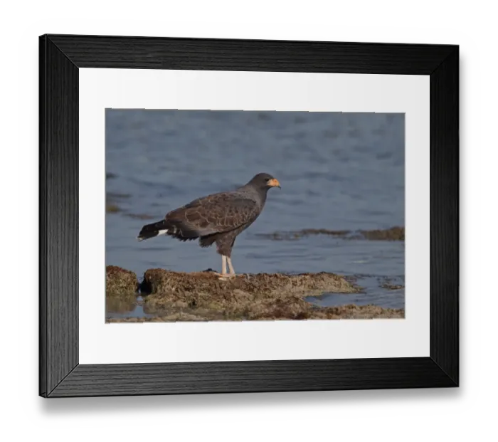 Framed Print : Cuban Black Hawk (Buteogallus gundlachii) adult, standing on mudbank in lagoon, Zapata Peninsula, Matanzas Province Framed Print : Cuban Black Hawk (Buteogallus gundlachii) adult, standing on mudbank in lagoon, Zapata Peninsula, Matanzas Province